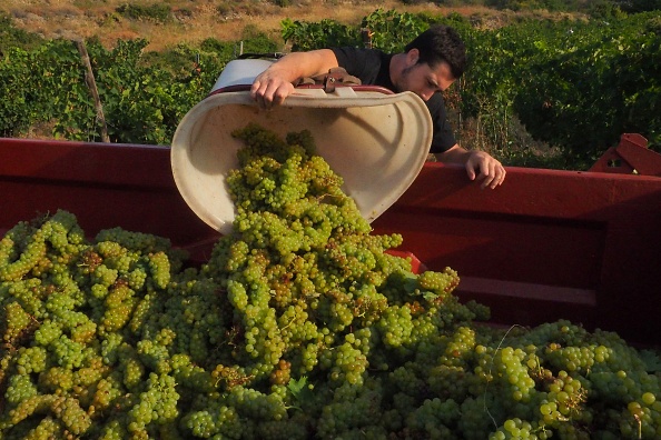 Un homme verse des raisins muscat dans un conteneur lors de la récolte du vin dans le domaine du château de Jau à Cases-de-Pene, dans le sud de la France, le 26 juillet 2017. Du fait d'un gel intense au printemps, la production française de vins, de Bordeaux jusqu'en Alsace, a diminué de façon spectaculaire cette année. (RAYMOND ROIG/AFP/Getty Images)