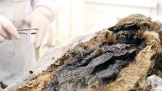 Des momies d’une mystérieuse civilisation arctique découvertes en Sibérie