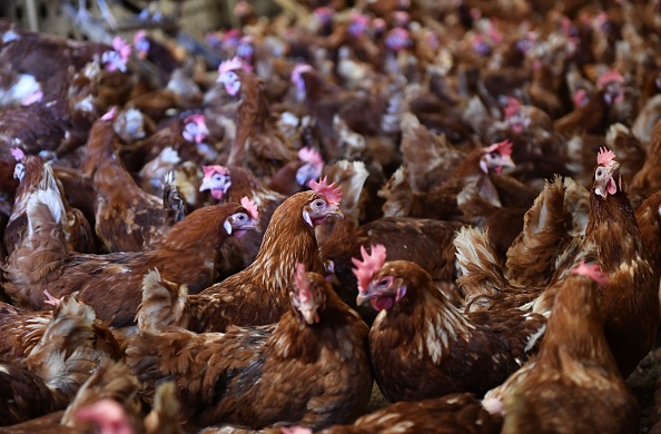 "Au moins 3,2 millions de poules contaminés ont été abattues".
(DANIEL MIHAILESCU/AFP/Getty Images)
