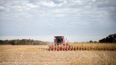 USA : l’Aléna divise les agriculteurs
