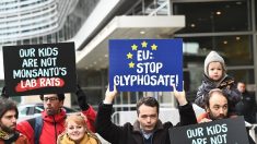 La France contre le renouvellement du glyphosate à Bruxelles
