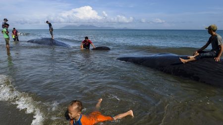 Neuf grands cachalots échoués sur une plage indonésienne