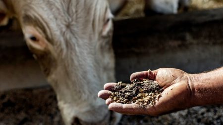 Gastronomie : le « bœuf de Beaune », nourrie aux résidus de raisin