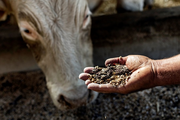 Un éleveur de bovins montre la nourriture d'un nouveau bétail appelé «Boeuf de Beaune», nourri de céréales et de raisins du vignoble de Beaune, le 18 octobre 2017 à Rouvres-sous-Meilly.
(JEFF PACHOUD / AFP / Getty Images)