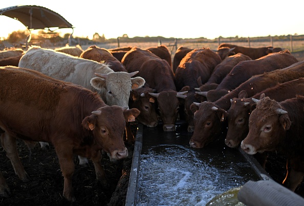 Les vaches boivent de l'eau à la ferme d'Antonio Granadeiro à Alpalhao, Alentejo, au centre du Portugal, le 17 novembre 2017. Le Portugal, frappé par une grave sécheresse, a connu le mois d'octobre le plus chaud depuis 1931. 
(FRANCISCO LEONG / AFP / Getty Images)