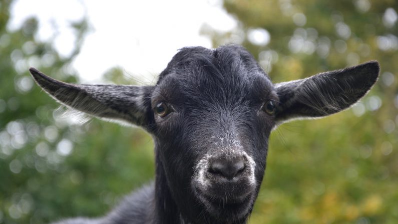 La chèvre noire va repeuplé Israël, l'élevage a été limitée dans les années 50 car on pensait qu'elle dévorait la rare et précieuse végétation. Les mentalités changent et maintenant on pense qu'elle est utile à l'écologie locale notamment en luttant contre les incendies.
(PXB)