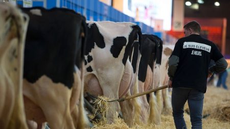 Producteurs laitiers en colère : Lactalis va baisser de 9% ses achats de lait