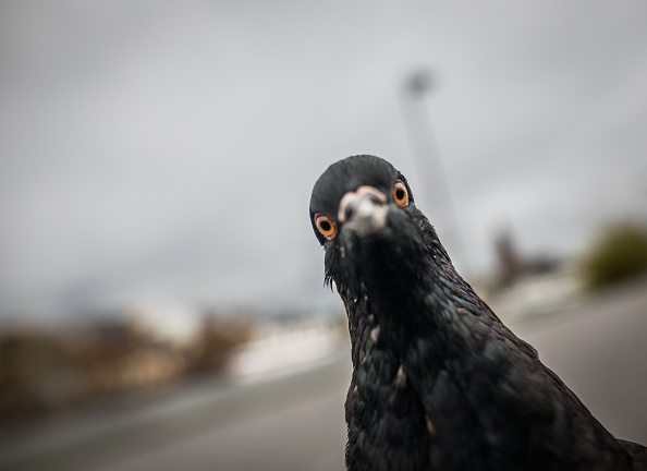 Le pigeon est un drôle d'oiseau.
(FRANK RUMPENHORST/AFP/Getty Images)