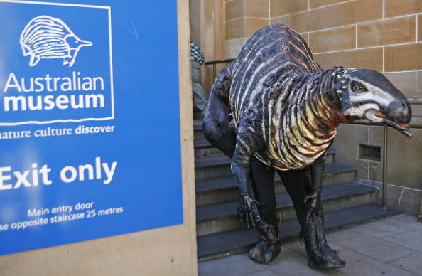 Un cascadeur habillé comme un Dryosaurus grandeur nature (signification: 'lézard de chêne') émerge du musée australien à Sydney, 31 mai 2007. La réplique de trois mètres de long de l'ornithopode herbivore de 150 millions d'années a été déchaînée pour promouvoir le nouveau spectacle de théâtre du musée «Gondwana». (TORSTEN BLACKWOOD / AFP / Getty Images)