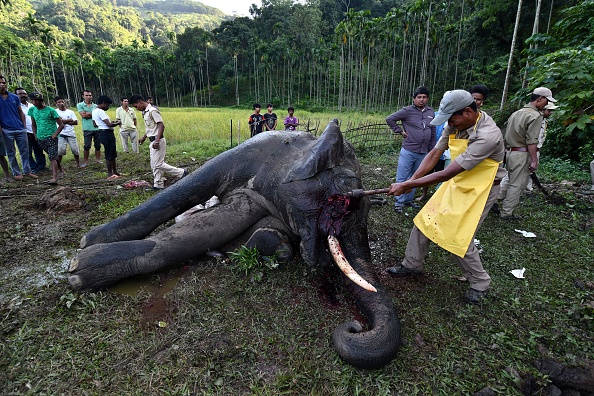 Le nombre d'éléphants de Sumatra à l'état sauvage est estimé à moins de 3.000. Ils sont souvent la cible de braconniers en raison de leurs défenses, vendues à prix d'or pour être utilisées dans la médecine traditionnelle chinoise, mais aussi de cultivateurs mécontents de les voir dans leurs plantations.
(BIJU BORO/AFP/Getty Images)