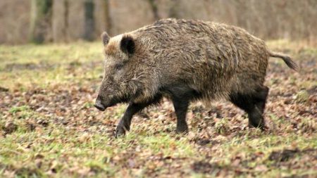 Vendée : un sanglier aperçu en train de se rafraîchir sur le bord de mer