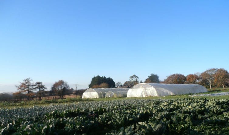 Ferme biologique de 1,5 hectares en Bretagne où une jeune maraîchère cultive 8000 m² de légumes vendus en circuits courts. (Kevin Morel, Author provided)