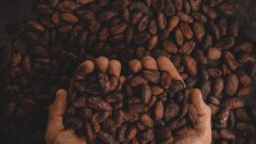 L’un des meilleurs cacaos au monde menacé par des teneurs élevées en cadmium