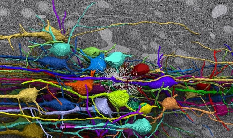 Représentations de neurones en 3D. (Zeiss/VisualHunt , CC BY-NC-ND)
