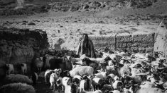 Quand le Tibet se raconte à travers le film « Tharlo, le berger tibétain »