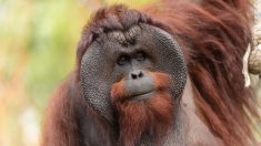 INDONÉSIE – un orang-outan criblé de balles, quatre suspects arrêtés