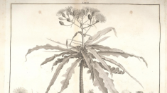Sur les traces des botanistes oubliés : L’Héritier de Brutelle (1746-1800)