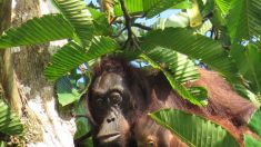 Chasse, trafic, huile de palme : qui tue vraiment les orangs-outans ?