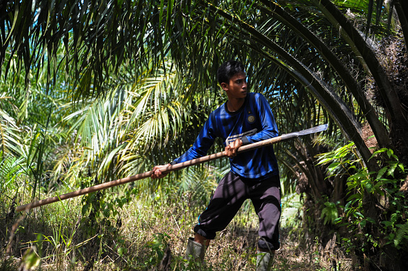 Jusqu'à 300.000 tonnes par an d'huile de palme, produit accusé de favoriser la déforestation en Asie du Sud-Est, doivent être importées pour alimenter la bioraffinerie de La Mède dès cet été. Alors que l'agriculture française peut fournir des huiles de tournesol ou de colza, mais plus chères.      (Photo : CHAIDEER MAHYUDDIN/AFP/Getty Images)