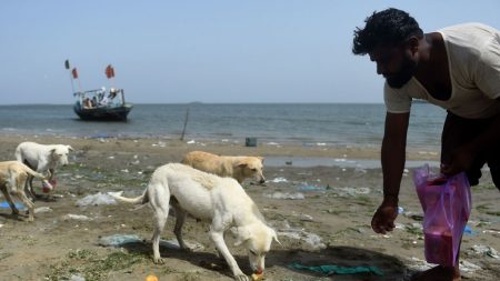 Au Pakistan, des îles aux chiens, nourris par des pêcheurs