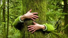 La sylvothérapie : un bien-être thérapeutique par les arbres