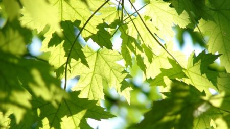 Les arbres parlent et communiquent entre eux – la découverte d’une professeure de Colombie-Britannique