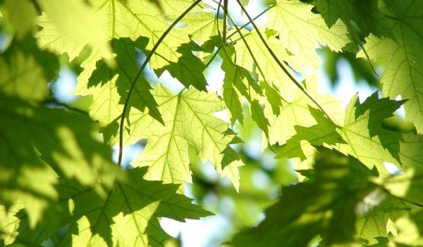 Les arbres parlent et communiquent entre eux – la découverte d’une professeure de Colombie-Britannique