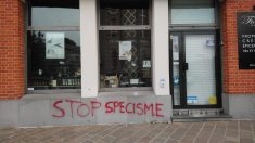 Une fromagerie vandalisée par des militants végans et antispécistes près de Lille