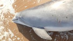État-Unis : plus de 11 500 euros de récompense pour celui qui trouvera le tueur d’une femelle dauphin enceinte