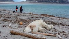 Arctique : Un ours polaire attaque et blesse un homme, il est abattu