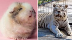 Voici des photos d’animaux trisomiques montrant leur ressemblance avec leurs homologues humains!