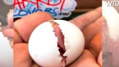 Un amoureux des animaux partage une vidéo très touchante de lui, élevant une créature exotique – de son œuf, jusqu’au ciel