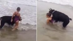 Ce chien protecteur passe en mode « protection » lorsque cette jeune fille s’aventure trop loin dans les vagues
