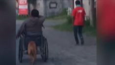 Ce fidèle chien aide son propriétaire handicapé à se déplacer en poussant son fauteuil roulant