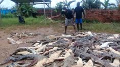 En Indonésie, des habitants en colère massacrent près de 300 crocodiles après la mort d’un homme