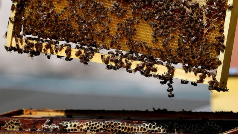 Photo prise le 26 juillet 2018 montre les abeilles d'une ruche sur une terrasse du centre de Rome. Ce projet des apiculteurs permet de suivre la pollution de la ville. Photo TIZIANA FABI / AFP / Getty Images.
