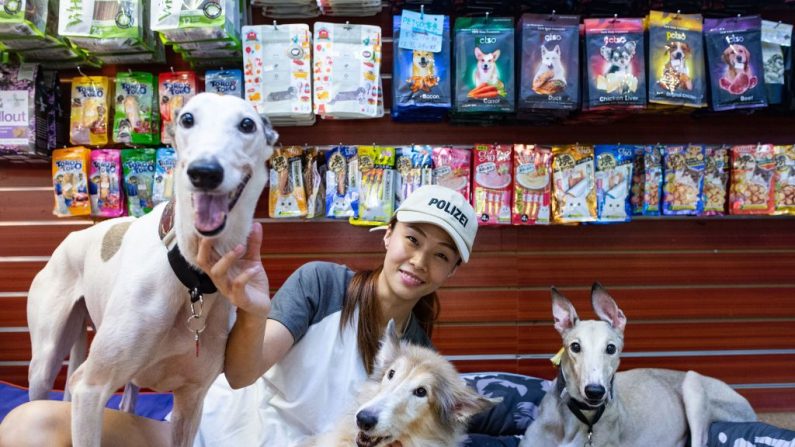   Le 26 juillet 2018 Fei Chan, propriétaire d'une animalerie, a adopté des lévriers Bobo 9 ans, et Choi Choi 8 ans, après la fermeture du Canidrome Club de Macao, qui était La seule piste légale de course de chiens en Asie.  Photo PHILIP FONG/AFP/Getty Images.