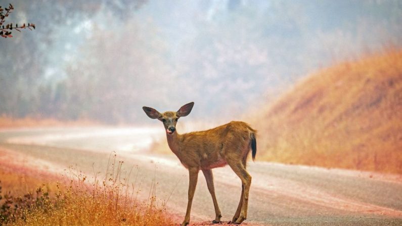 Un cerf se dresse sur une route peinte avec des retardateurs de feu, l’incendie nommé Carr, près de la ville d'Igo en Californie le 28 juillet 2018. Photo JOSH EDELSON / AFP / Getty Images.