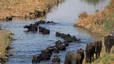 Moyen-Orient: OCDE et FAO inquiets d’une politique de l’eau « de moins en moins durable »