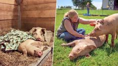 Inséparables : un cochon secouru et dévoué prend soin de son meilleur ami malade