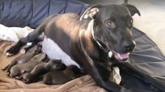 La joyeuse réunion d’une chienne secourue et de ses 12 chiots, 10 mois après leur naissance