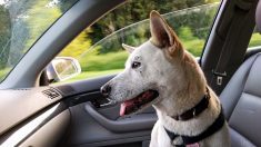 Pour sensibiliser les propriétaires de chiens pendant l’été, une vétérinaire s’enferme dans sa voiture garée en plein soleil