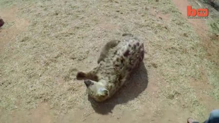 La loutre de mer s’approche de l’hyène. Puis ce qu’elle fait ensuite, elle pense qu’elle fait partie de la famille