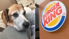 Au-delà de l’appréciation : Burger King offre gratuitement les collations préférées à un chien atteint d’un cancer