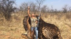 Une chasseuse américaine exhibe sur Instagram la girafe noire qu’elle a tuée