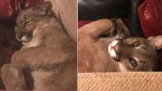 (VIDEO) États-Unis : elle découvre une femelle puma endormie sur son sofa… et tente de communiquer avec elle