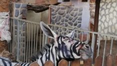 Égypte : un zoo peint un âne pour le faire passer pour un zèbre