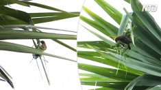 Un oiseau saisit un brin d’herbe et commence à tisser ce nid étonnant sur le bout d’une feuille de palmier