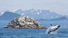 L’Islande met un terme à la chasse à la baleine de Minke, plus assez rentable pour les pêcheurs