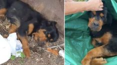 Une chienne jetée et laissée pour morte fait pleurer ses sauveteurs lors de ses premiers pas – « Elle est si heureuse »